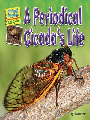 cover image of A Periodical Cicada's Life